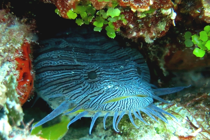 Marine Life in Santa Rosa Cozumel