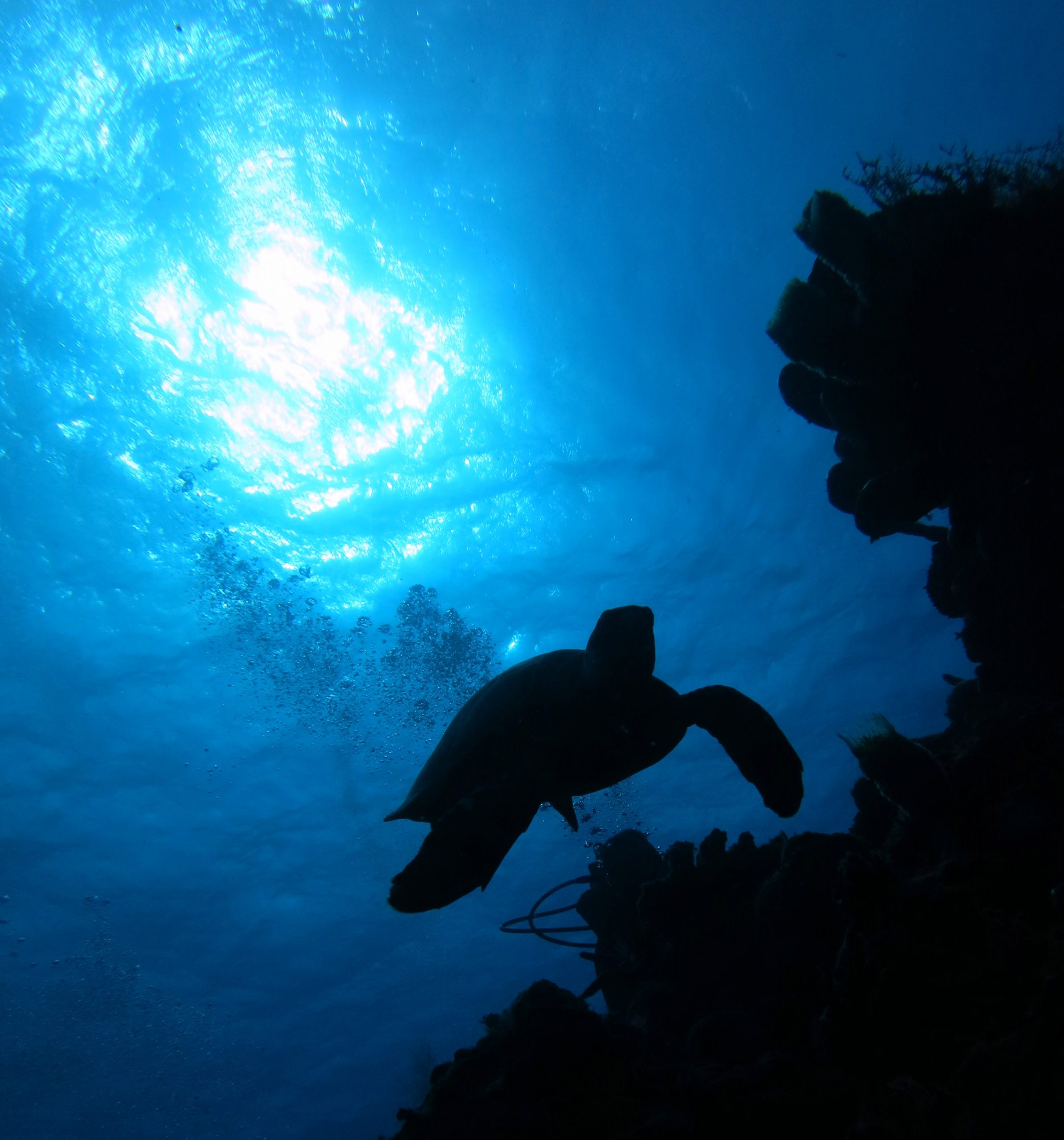 Drift diving Cozumel