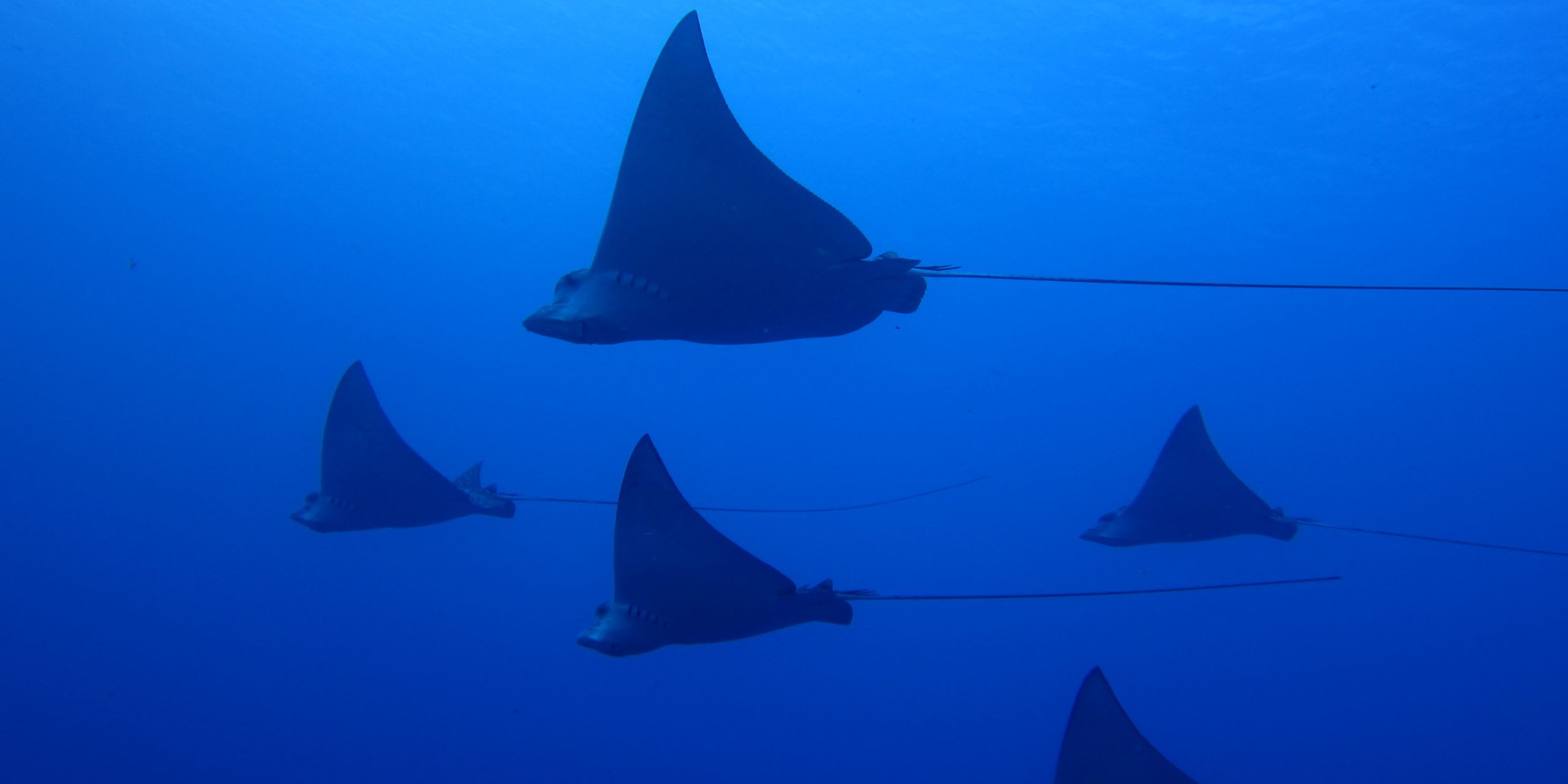 Eagle Rays Eagle Rays