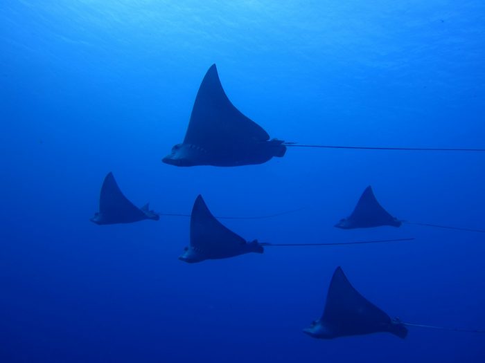 Eagle Rays
