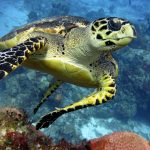 Sea Turtle in Santa Rosa Dive Site