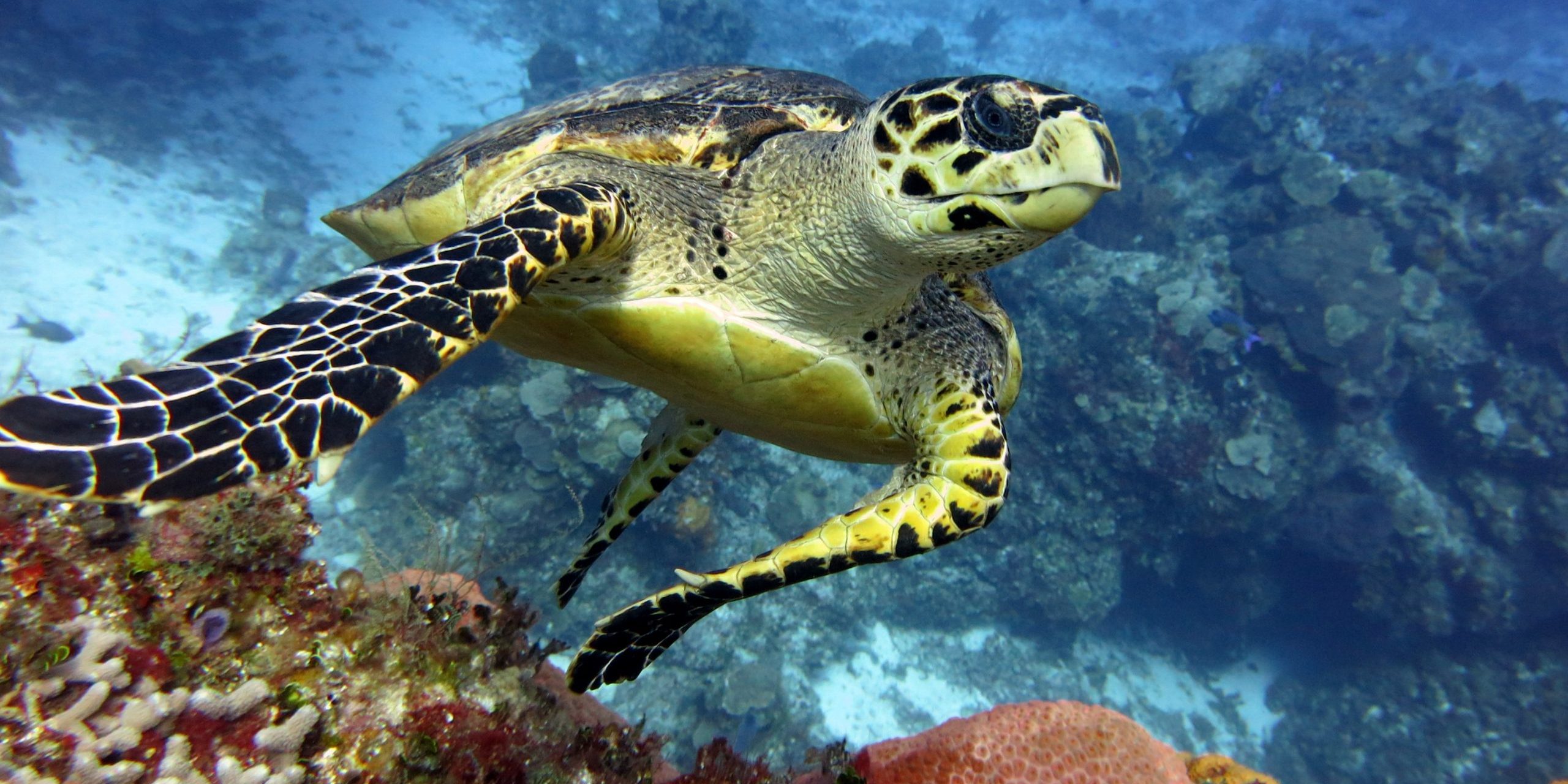 Hawksbill Turtle Sea Turtle in Santa Rosa Dive Site