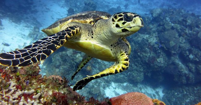 Hawksbill Turtle Sea Turtle in Santa Rosa Dive Site