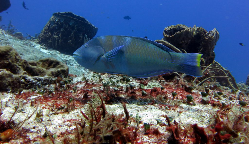 Parrot Fish in Santa Rosa Dive Site Cozumel