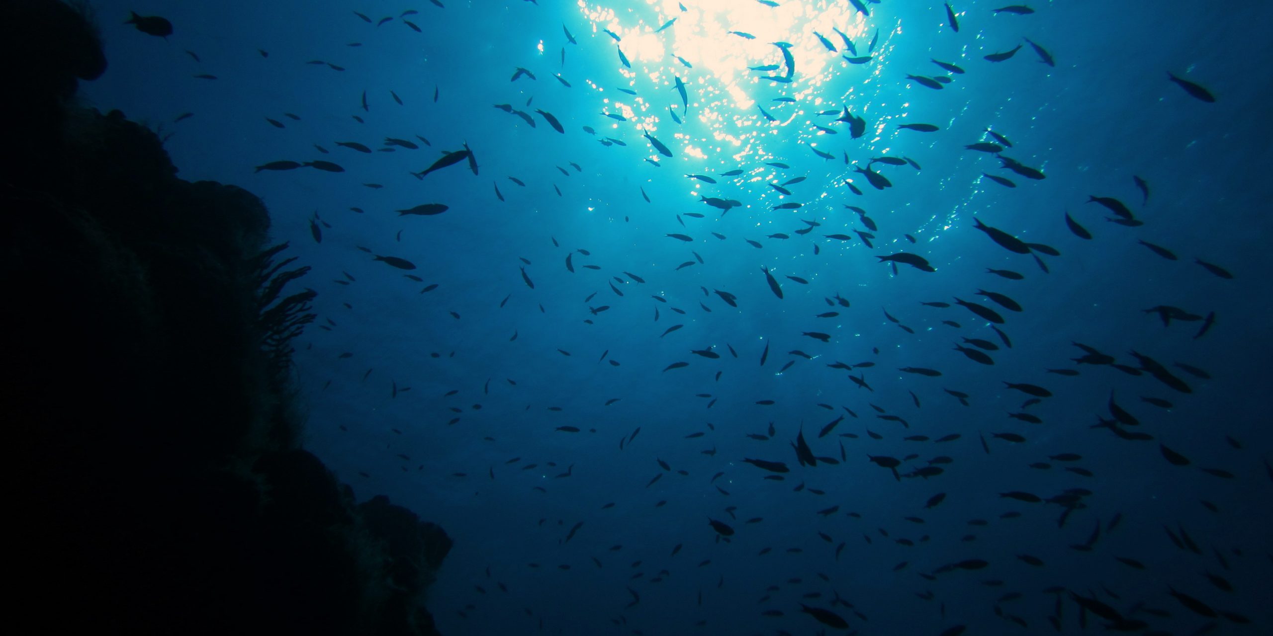 Counter-light-scaled