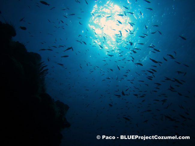 Counter-light-scaled