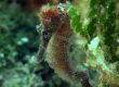 Seahorse Cozumel