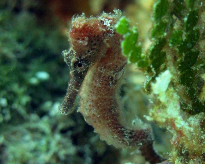 Seahorse Cozumel