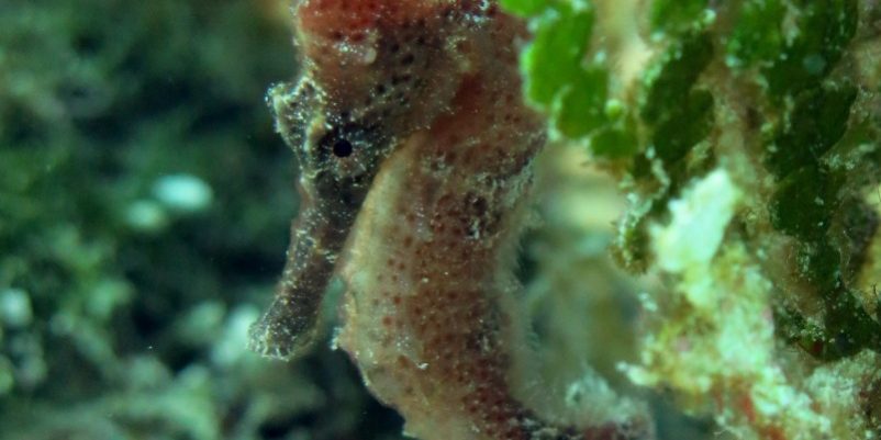 Seahorse Cozumel Seahorse Cozumel