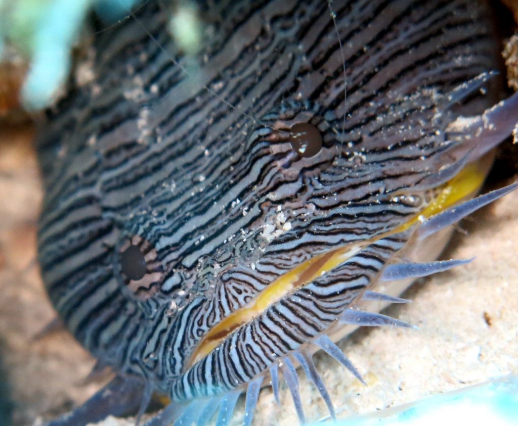 Splendish Toad Fish - Paso del Cedral Reef in Cozumel