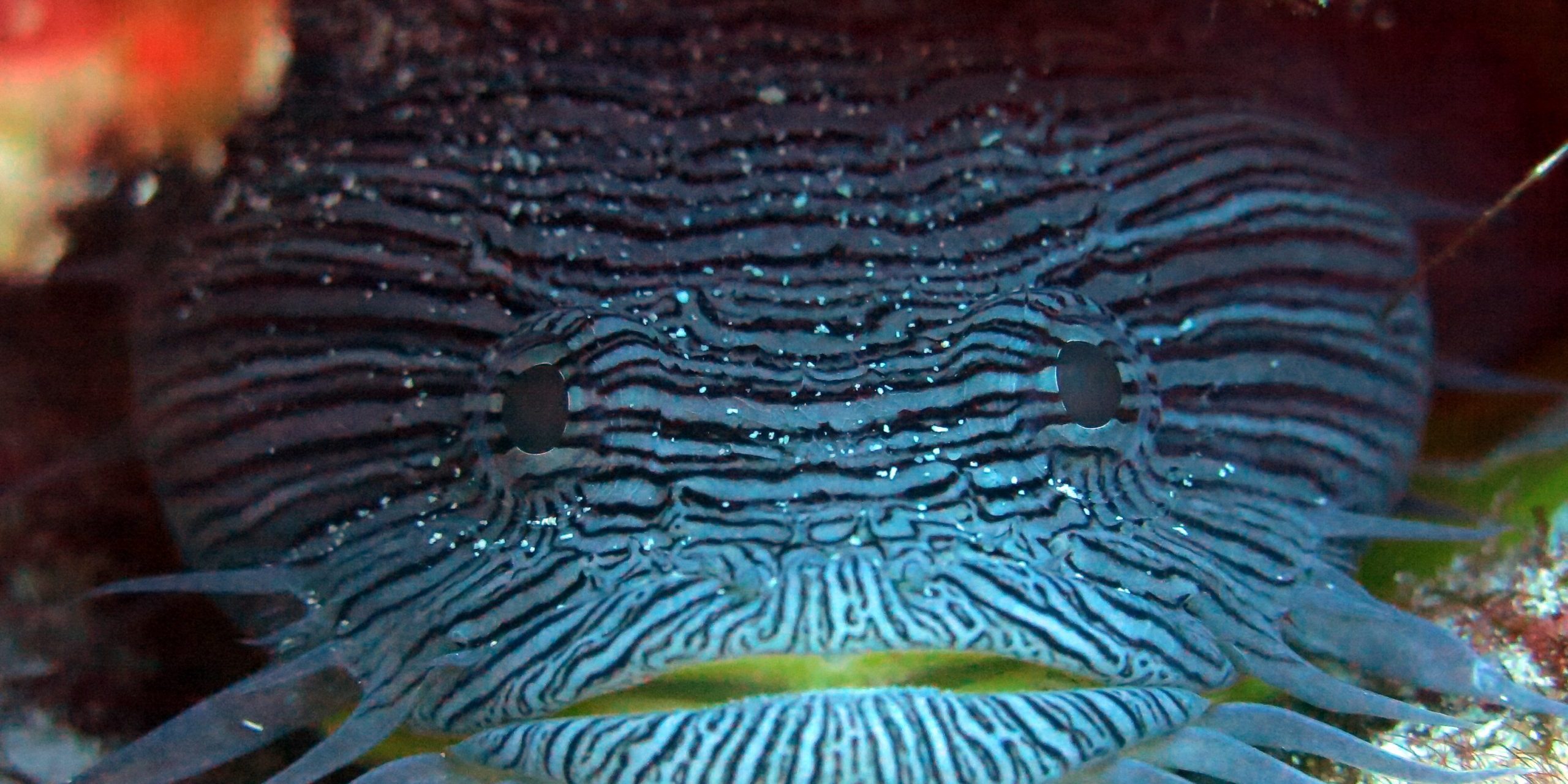 Splendid Toadfish (2)