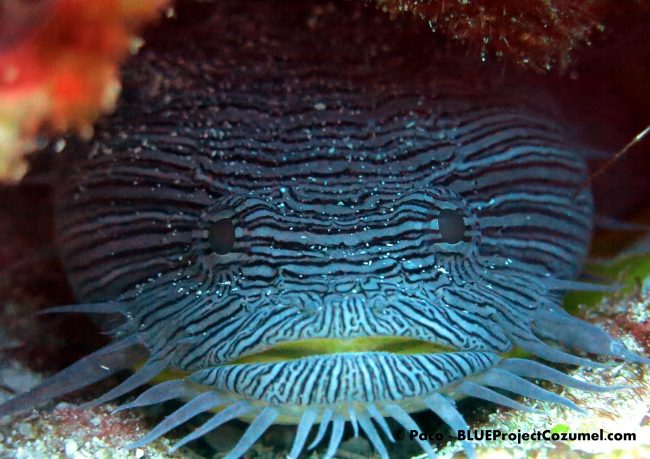 Splendid Toadfish (2)