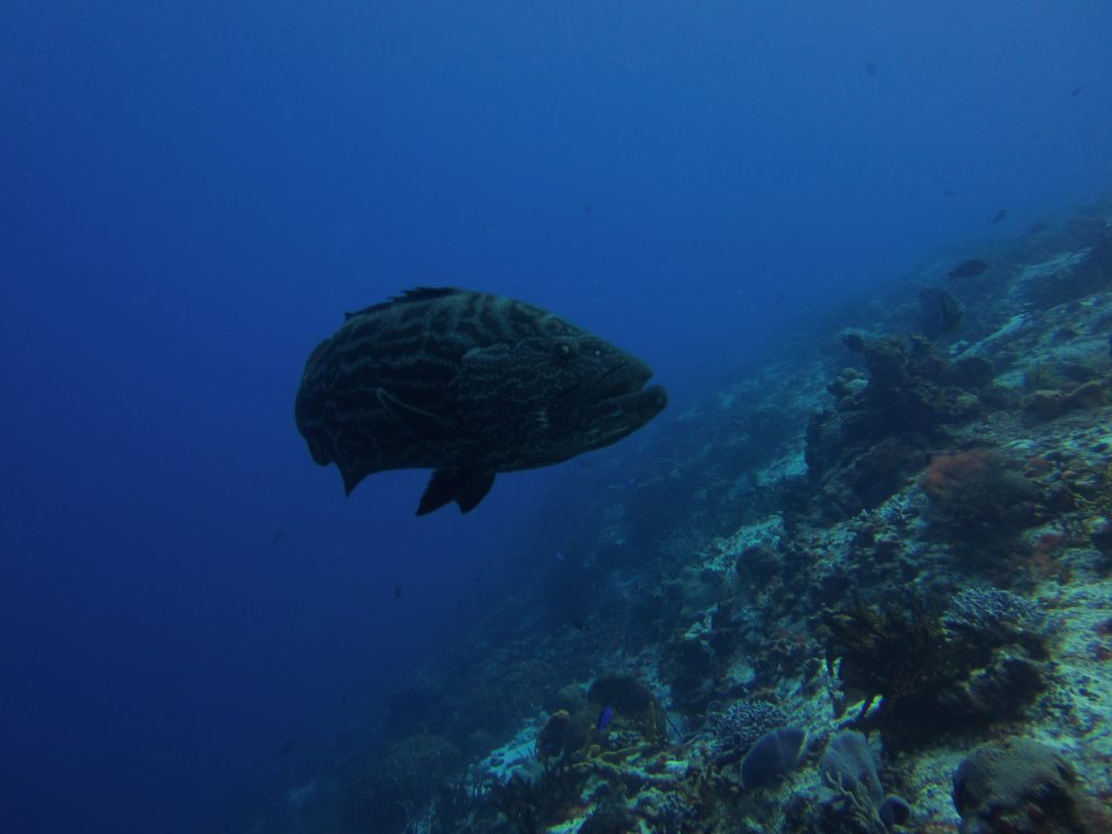 Palancar Gardens Reef