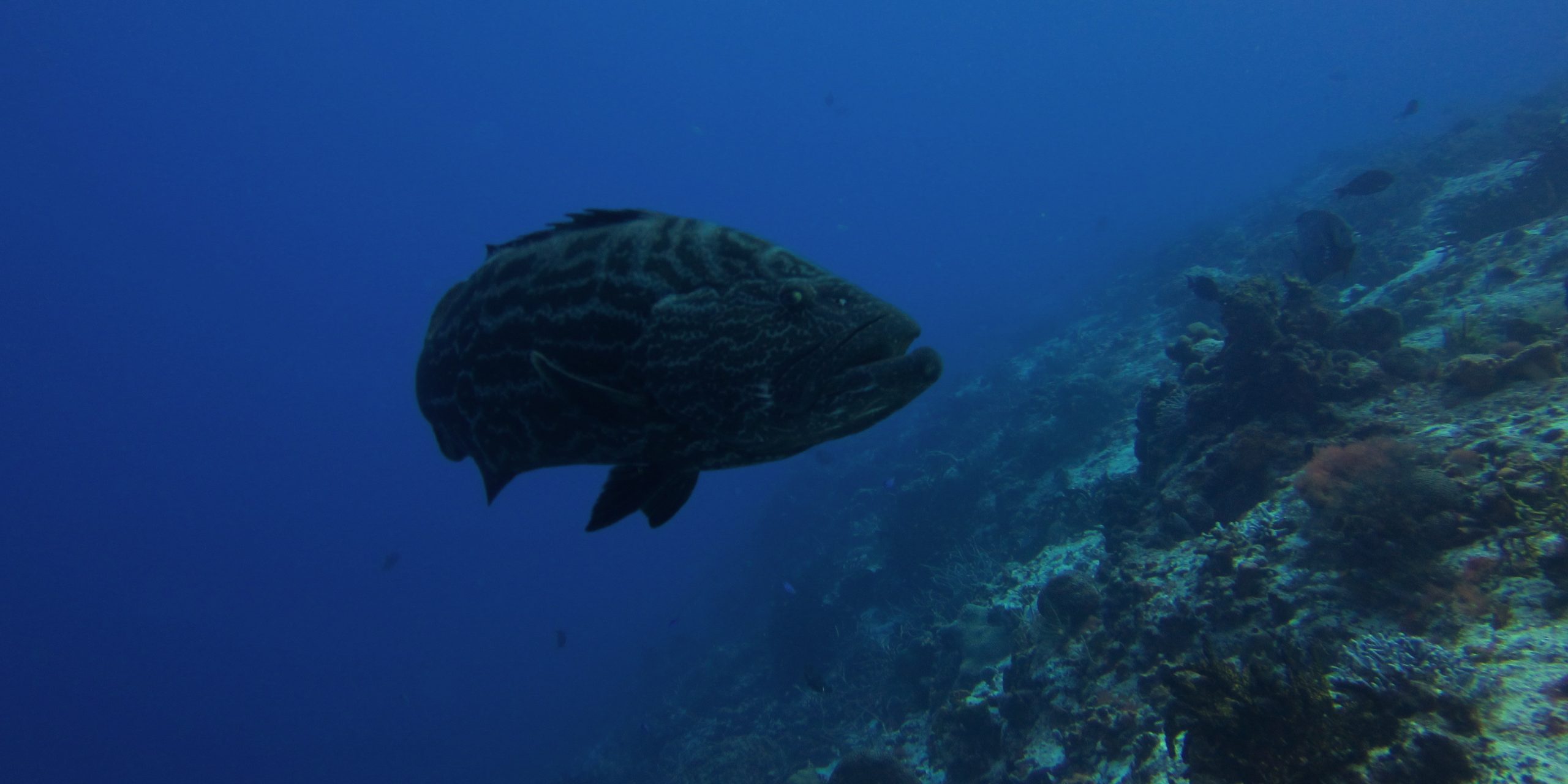 Palancar Gardens Reef Palancar Gardens Reef