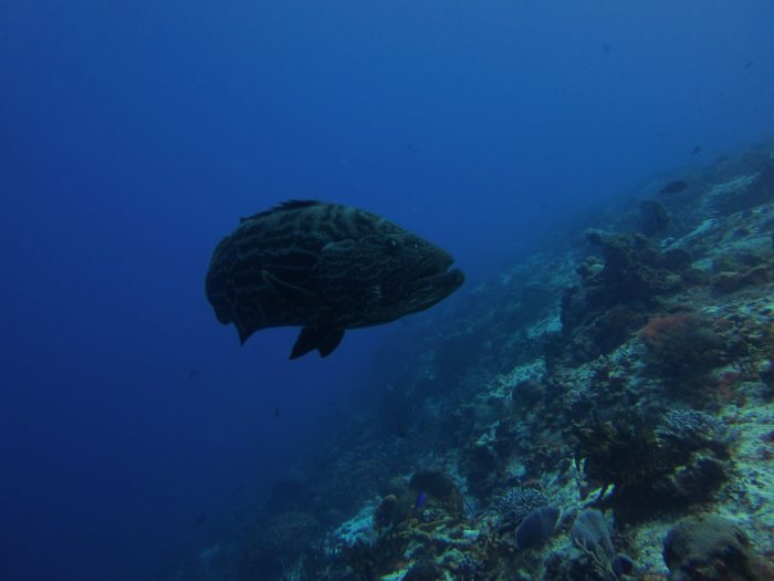 Palancar Gardens Reef